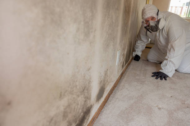 Best Basement Mold Removal  in Savannah, TX